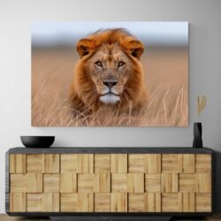 Savannah lion