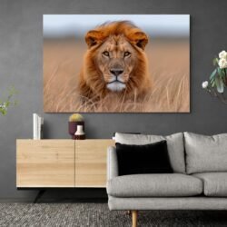 Savannah lion