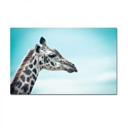 Giraffe head photo