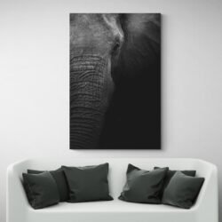 Elephant black and white photography