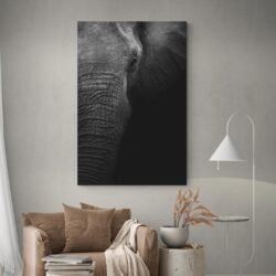 Elephant black and white photography