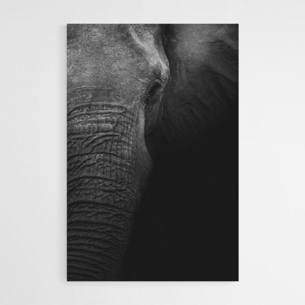 Elephant black and white photography