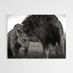 Lion couple