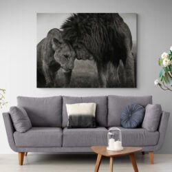 Lion couple