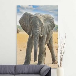 Baby elephant pictures