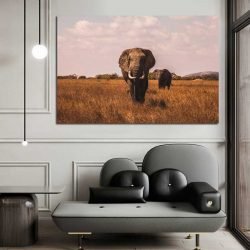 Beautiful elephant photography