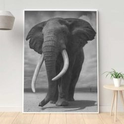 Black and white elephant