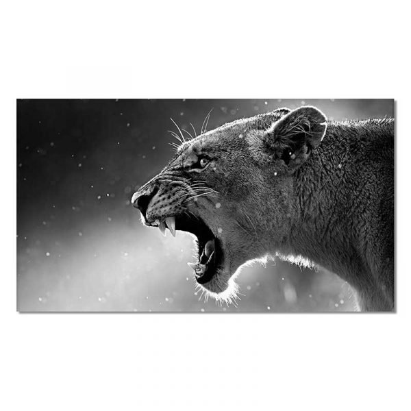 Lioness black and white