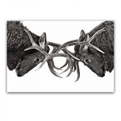 Elk canvas wall art