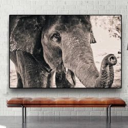 Elephant black and white picture