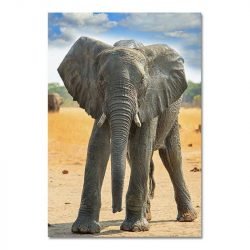 Baby elephant pictures