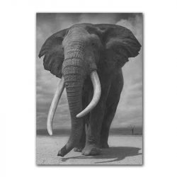 Black and white elephant