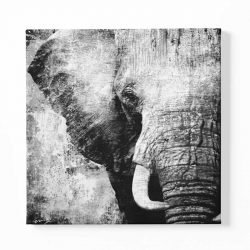 Elephant grey paint