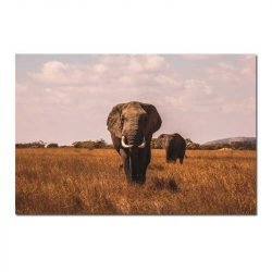 Beautiful elephant photography