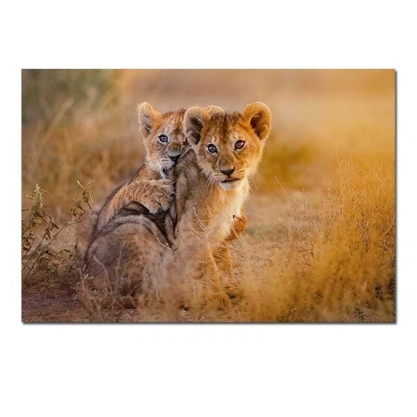 Lion cub images