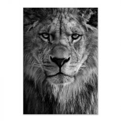 Black and white lion portrait