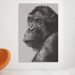 Portrait of monkey