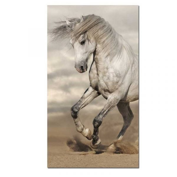 Wild horse photography