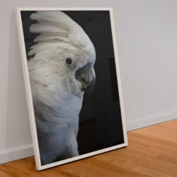 White parrot