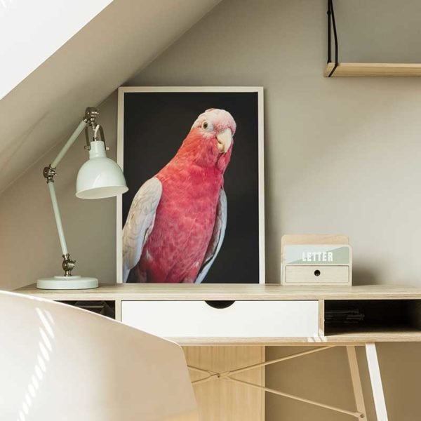 Pink parrot photo