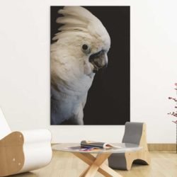 White parrot