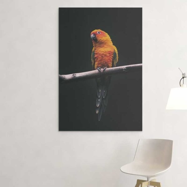 Parrot photo