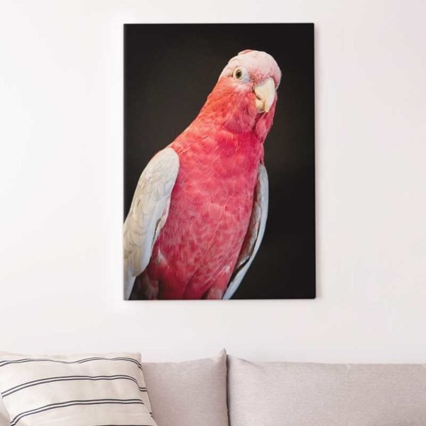 Pink parrot photo