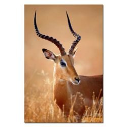 Picture of antelope