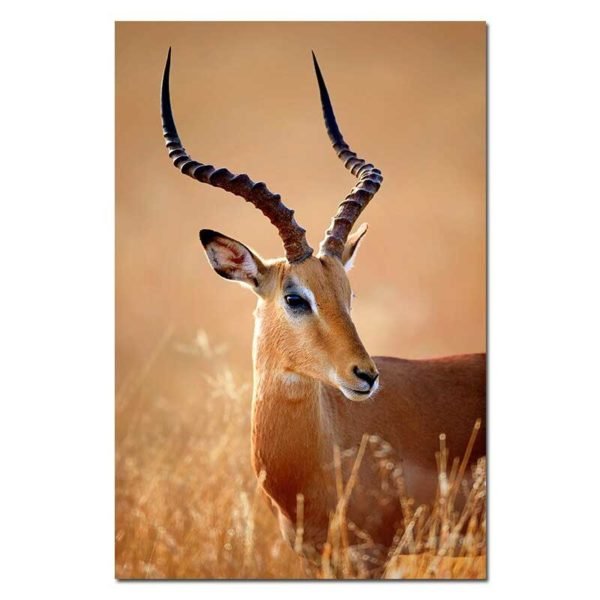 Picture of antelope