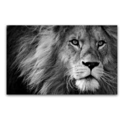Black and white lion picture