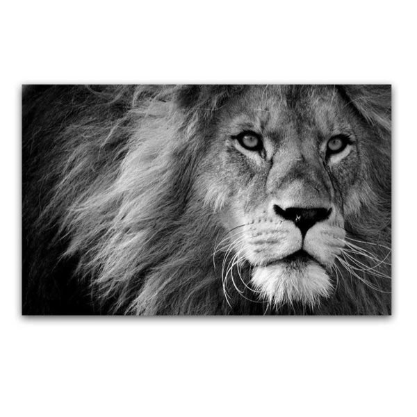 Black and white lion picture