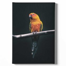 Parrot photo