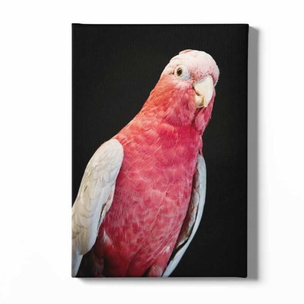 Pink parrot photo