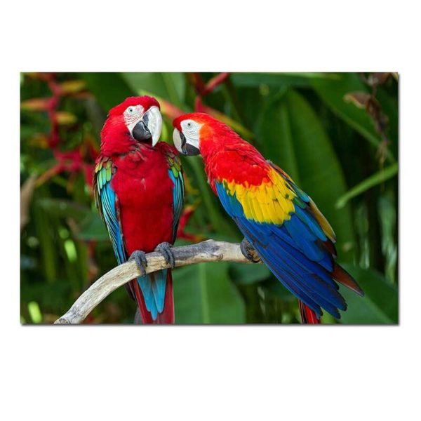 Parrot coloring picture