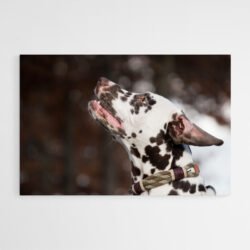 Dalmatian art