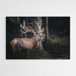 Deer photo