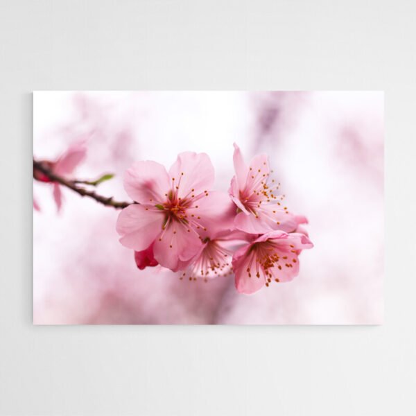 cherry flower painting