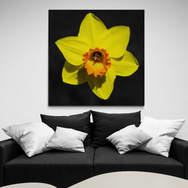 daffodil art