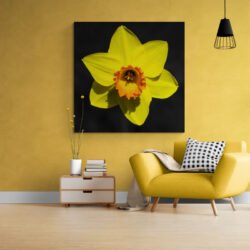 daffodil art