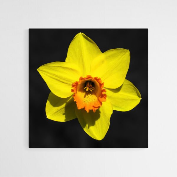 daffodil art