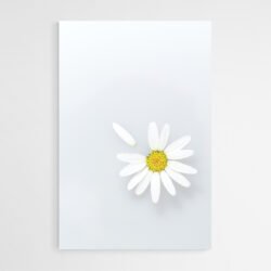 daisy art