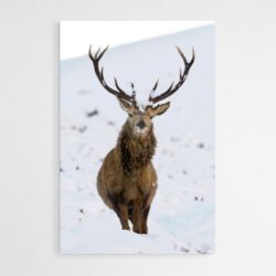 deer in snow painting