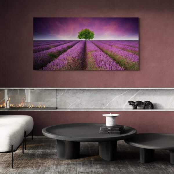 lavender field photo