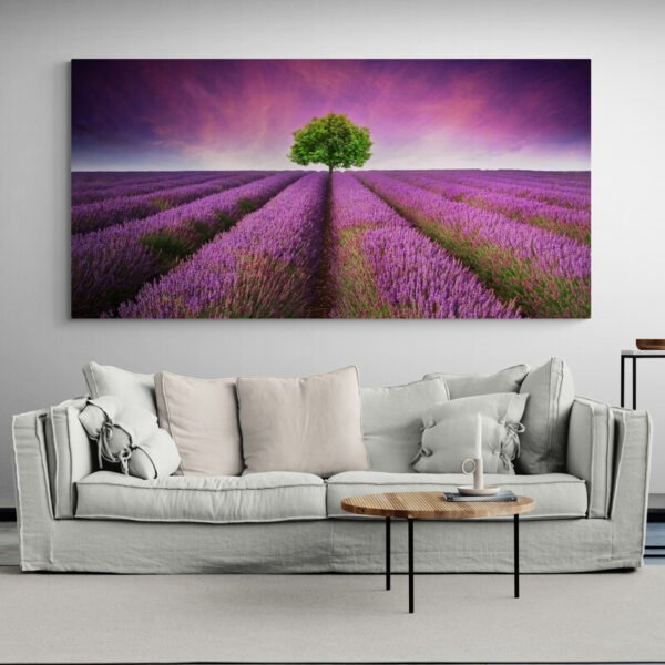 lavender field photo