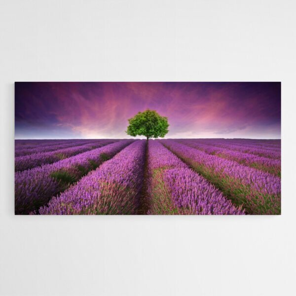 lavender field photo