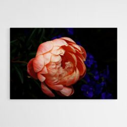 peony photo