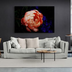 peony photo