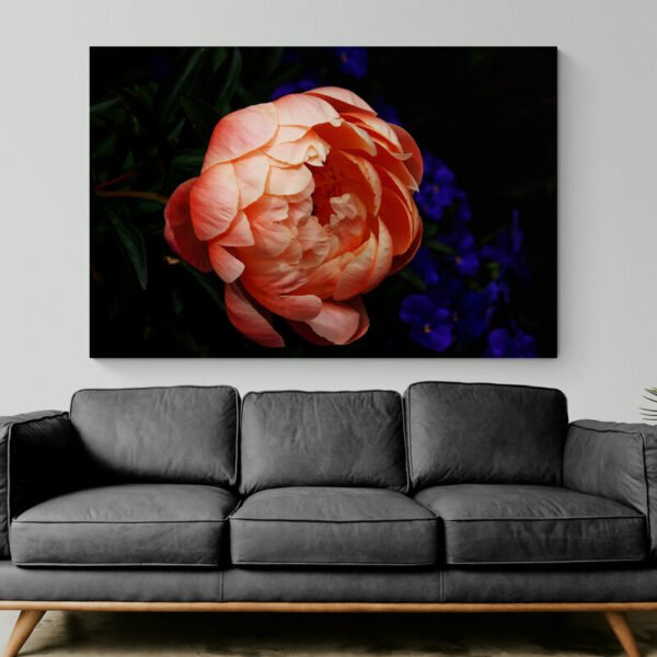 peony photo