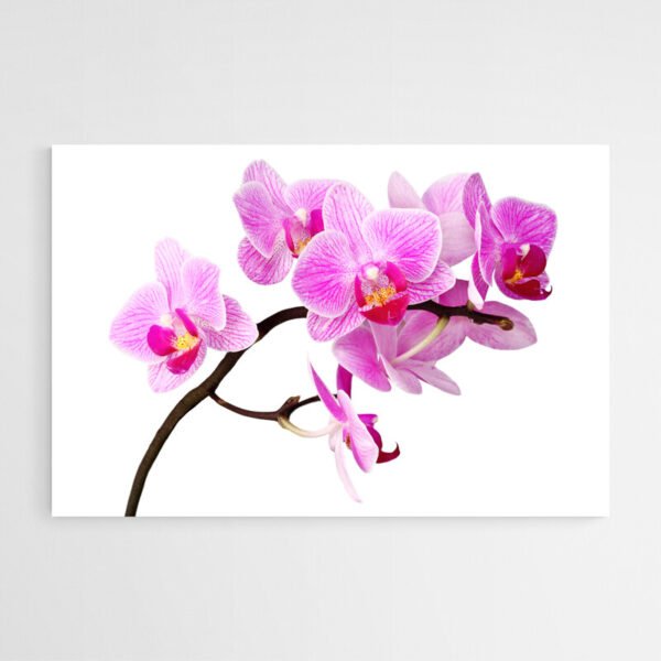 pink orchid painting