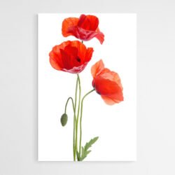 red poppy paint